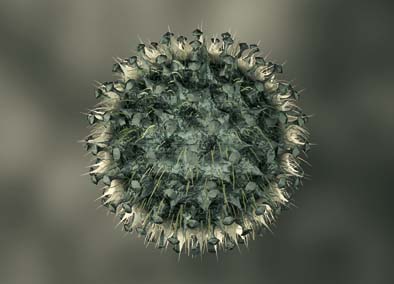 Image: OXF-OSSUR-00000051-001, Flu viral cell, computer generation, footage also available, License: Rights managed, Model Release: No or not aplicable, Property Release: No or not aplicable, Credit line: profimedia.cz, Oxford Scientific