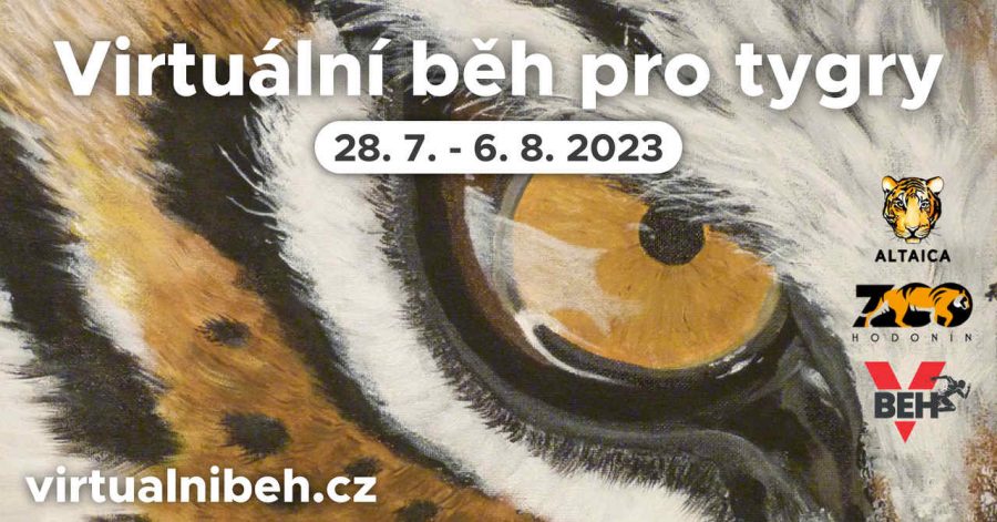 Běž na pomoc tygrům při charitativním virtuálním závodě